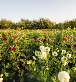 Meer bloemrijke akkers en weiden