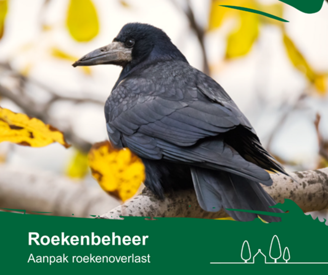 Roekenbeheer Aanpak roekenoverlast